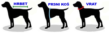 Ako zmerať veľkosť oblečenia psa