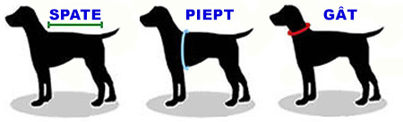 Ako zmerať veľkosť oblečenia psa